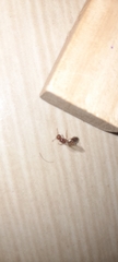 Solenopsis geminata