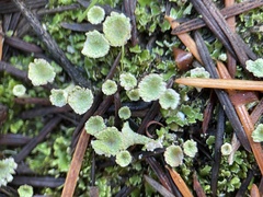 Cladonia fimbriata