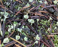 Cladonia fimbriata