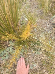 Aciphylla crenulata