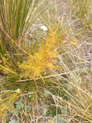 Aciphylla crenulata