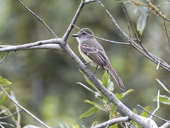 Myiarchus cephalotes