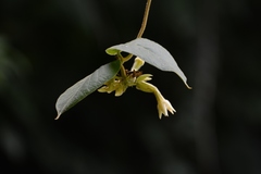 Prestonia mexicana