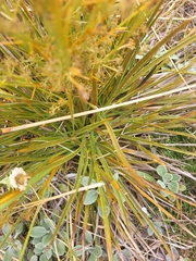Aciphylla crenulata