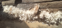 Pseudococcidae