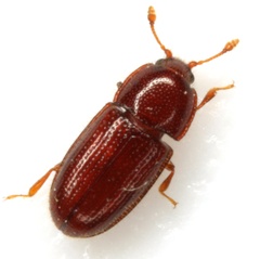 Philothermus glabriculus