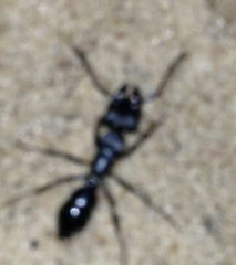 Paltothyreus tarsatus