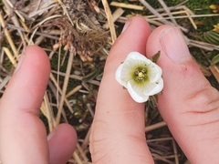 Gentianella bellidifolia