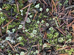 Cladonia fimbriata
