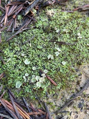 Cladonia fimbriata
