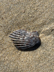 Argopecten ventricosus