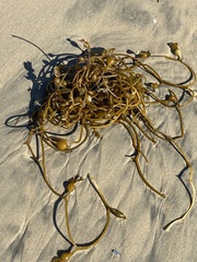 Macrocystis pyrifera