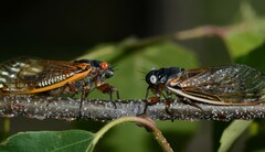 Magicicada septendecim