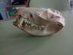 Didelphis albiventris