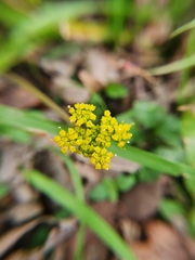 Tauschia texana