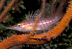 Oxycirrhites typus