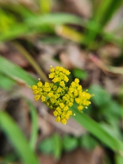 Tauschia texana