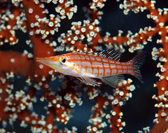 Oxycirrhites typus