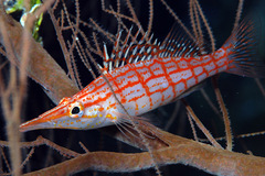 Oxycirrhites typus