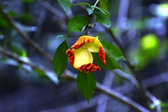 Tabernaemontana glabra