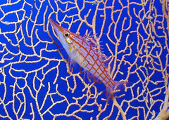Oxycirrhites typus