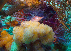 Oxycirrhites typus