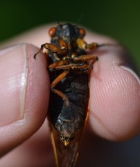 Magicicada cassinii