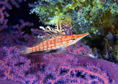 Oxycirrhites typus