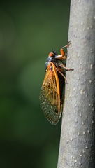 Magicicada cassinii