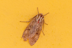 Amastus flavicauda