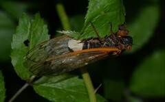 Massospora cicadina