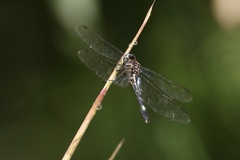 Brechmorhoga rapax