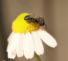 Hylaeus signatus