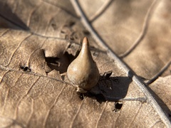 Caryomyia caryaecola