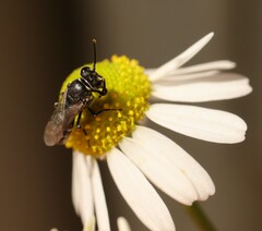 Hylaeus signatus