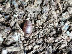 Leptotrichus panzerii