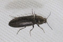 Cidnopus aeruginosus