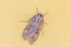 Amastus flavicauda