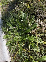 Lepidium didymum