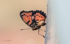 Precis octavia sesamus