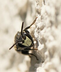 Hylaeus signatus