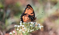 Precis octavia sesamus