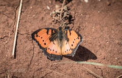 Precis octavia sesamus