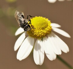 Hylaeus signatus