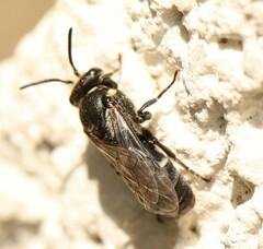 Hylaeus signatus