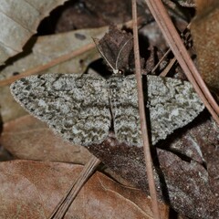 Hypomecis umbrosaria