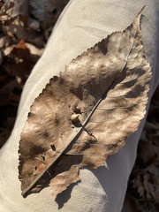 Caryomyia caryaecola