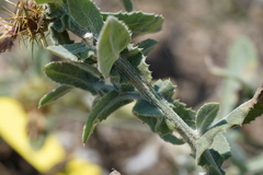 Centaurea seridis maritima