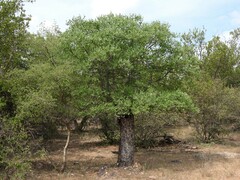 Sclerocarya birrea caffra