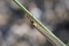 Creoleon lugdunensis